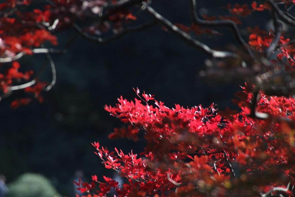 Tora Hotel Tokyo-Rikugienn 寅ホテル 六義園 C 외부 사진